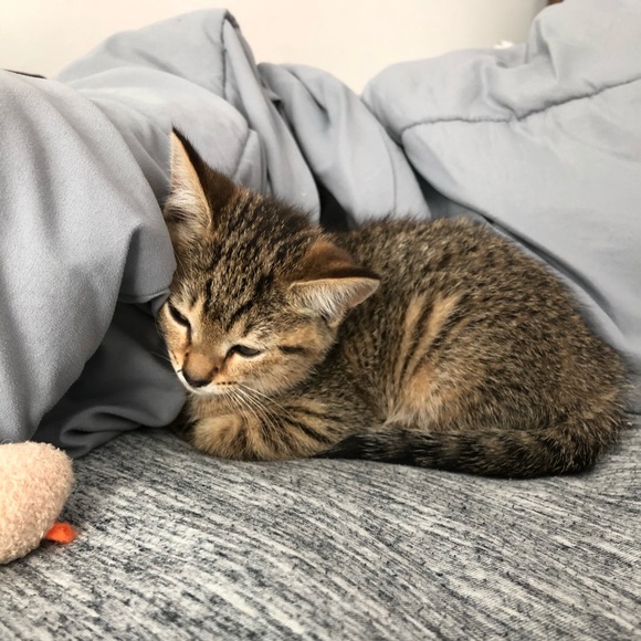 Meet your Posher, Mason - Picture 1 of 1